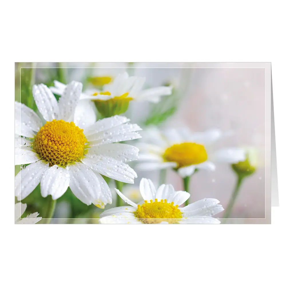 Margeritenzauber
